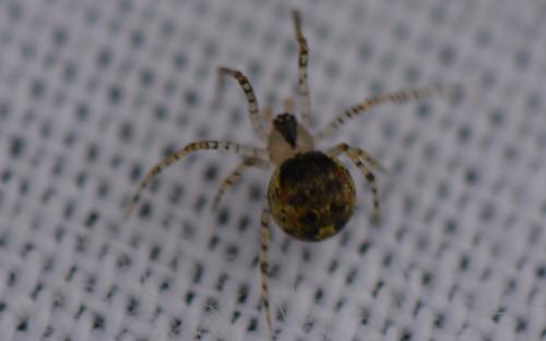 Platnickina tincta